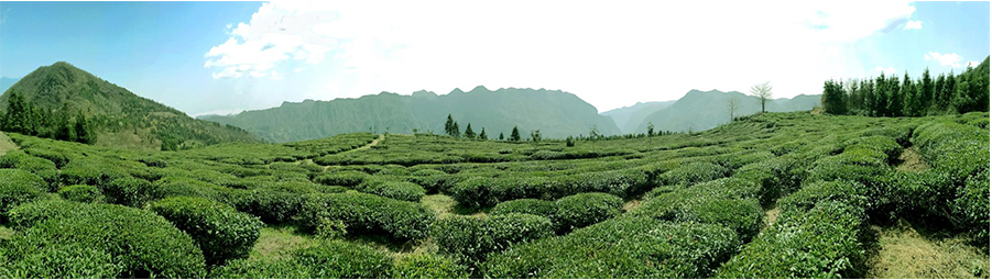 張家界林豐茶葉開發(fā)有限公司,張家界茶葉開發(fā),茶葉種植,桑植白茶加工,帥湘紅銷售