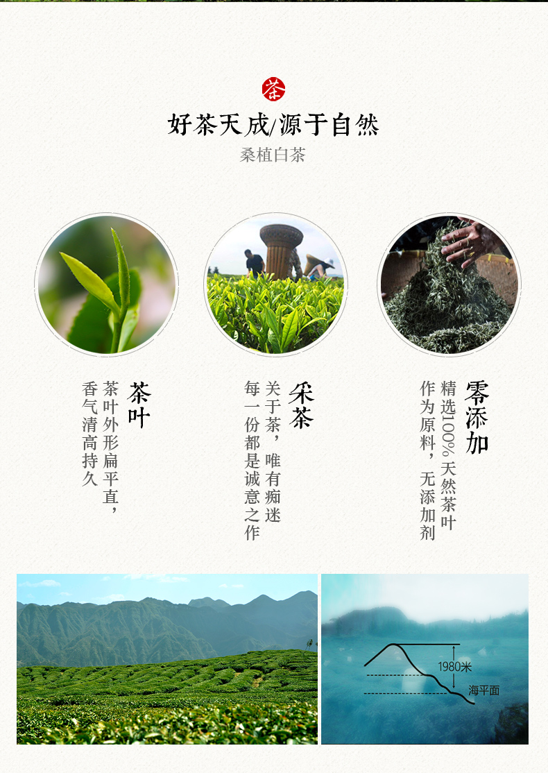 張家界林豐茶葉開發(fā)有限公司,張家界茶葉開發(fā),茶葉種植,桑植白茶加工,帥湘紅銷售